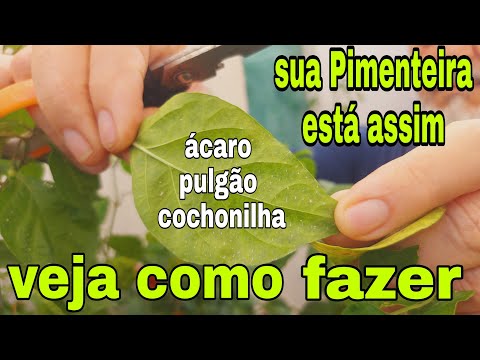 Vídeo: Problemas com plantas de pimenta - Por que as plantas de pimenta têm listras pretas no caule