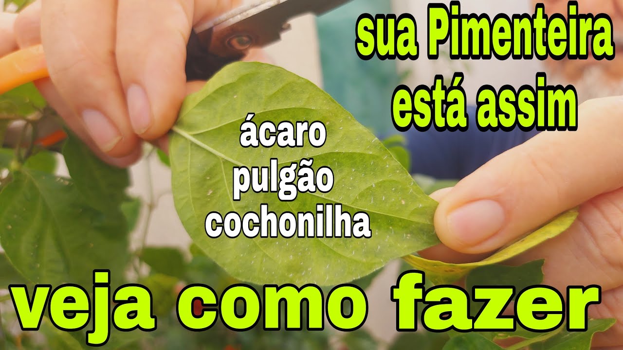 elimina todas as pragas da Pimenteira infalível