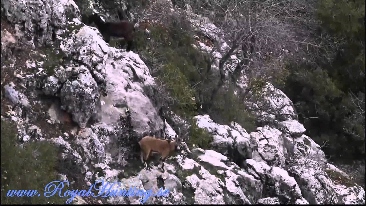 Ibex Nemrut Hybrid Ibex