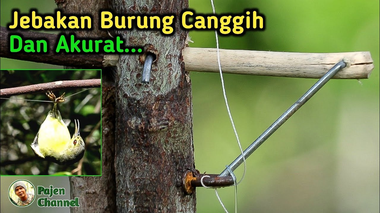 Cara Mudah Memasang Jebakan Burung - Jebakan Burung Bongkar Pasang