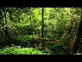 Portuguese Forest - The Sounds of Nature