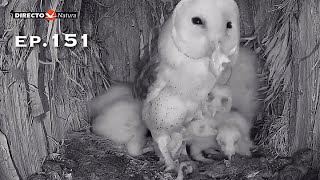 Barn Owl Nest ❸ ep.151Lechuzas en el nido DIRECTO (Cámara 38 | Ávila)
