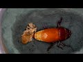 スラウェシオオヒラタクワガタ　羽化