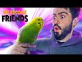 How to Train a Budgie | Easier than a Dragon