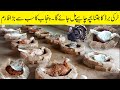 Biggest turkey farm in punjab  turkey bird farming in pakistan  pero turki farming  pak pets