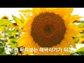 해바라기 황영웅 금영75131 태진86688 작사 작곡 위대한형제1 2