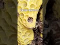 Four Princesses Wiped Out By Worker Bees The Story Of 10 Princesses Open Nest On The 38th Day Four Princesses Wiped Out By Worker Bees The Story Of 10 Princesses Open Nest On The 38th Day
