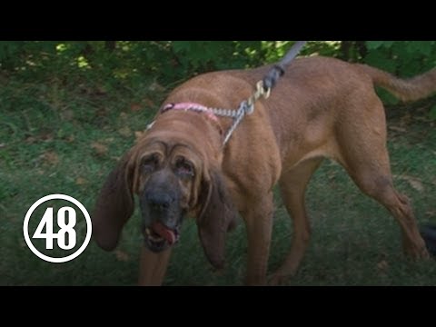 Video: Pet Scoop: Bloodhound pronalazi dječaka u šahtu, u Sjevernom polu, u broju stanovnika Sjevernog pola