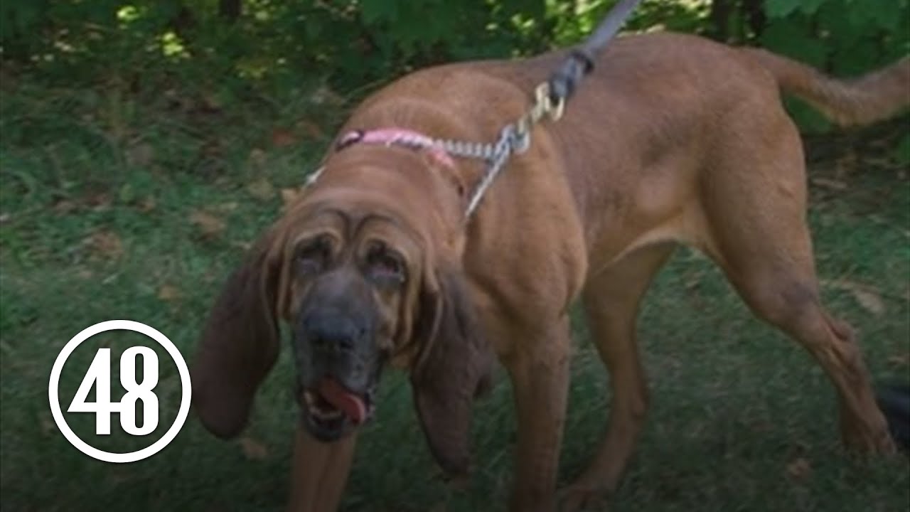 Man's best friend helps track and find the missing