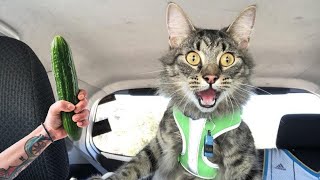 The Most Unbelievable Funny Reactions Of Dogs And Cats Ever 🐶 | Funny Videos About Pets 🤣 by Meow Meow Productions 53 views 4 months ago 25 minutes