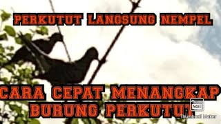 cara mikat burung perkutut anti zonk