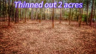 Thinning out a lot with forestry mulching before/after