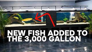 RISKY Fish Added to my Stingray Aquarium