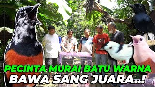 INI SAATNYA MURAI BATU BLOROK JUARA MASUK AVIARY..! PECINTA MURAI KETAR-KETIR..!!