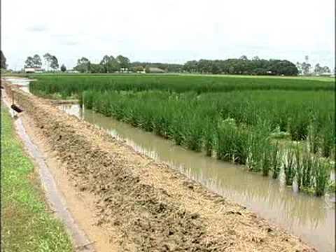 LOUISIANA FARM BUREAU: INTERVIEW WITH A RICE FARMER