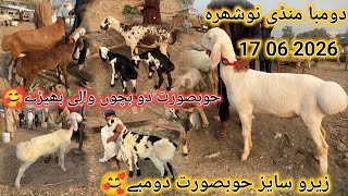 Zero Size Hubsurat Dumbay😍 Nowshera Peshawar Dumba Market Latest Update 17 06 2026
