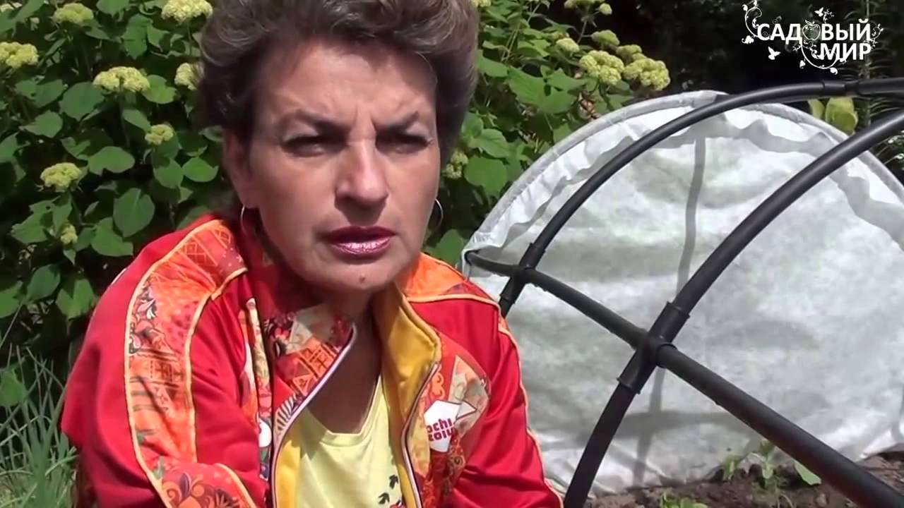 Почему вянут огурцы Глиокладин от корневых гнилей