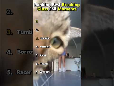 Mischievous Cats Highlight