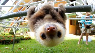 Cutest Baby Sloth EVER! by Fan of Pets 12,071 views 2 years ago 5 minutes, 16 seconds