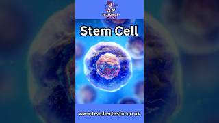 GCSE Biology: Stem Cells Made Simple