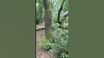 10 year anniversary for #yokaiwatch