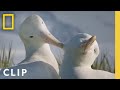 Albatross Love Story | Incredible Animal Journeys | National Geographic