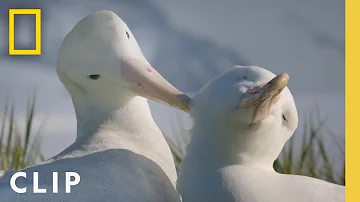 Albatross Love Story | Incredible Animal Journeys | National Geographic