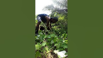 Harvesting cassava part 745 #shorts #farming #cassava #nature  #cassavaroots #cassavafarming