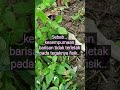 Mengikuti imam #subscribe #status #story #shorts #quotes #hadith #hadis #nasehat #nabi #muhammad