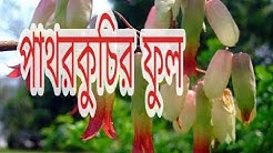 পাথরকুচি গাছের ফুল পাতার গুণাগুণ