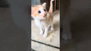 A Fun Day For The Kitten 🐈 #cat #kitten #shendiaries