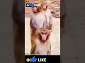 Dog &amp; Monkey Funny Patli kamriya #choudhary #dog #cutedog #funny #cutepuppy #gali #short #ytshorts