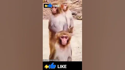 Video 11867241: feeding cat funny, cats dogs funny animals