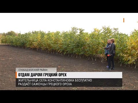 Отдам даром грецкий орех