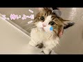 引っ越しして初のお風呂が怖すぎて鳴いて助けを求めてくる猫!