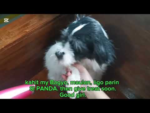 Maliligo si Panda