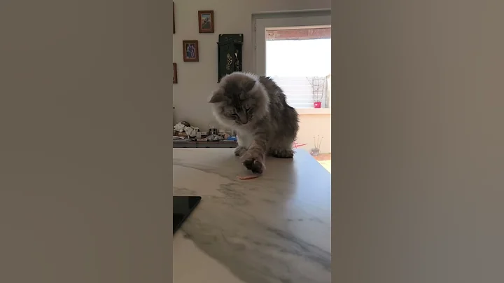 Video 10215231: mainecoon cat funnycats cutecats, food cat mainecoon, mainecoon cats love, cat chaton