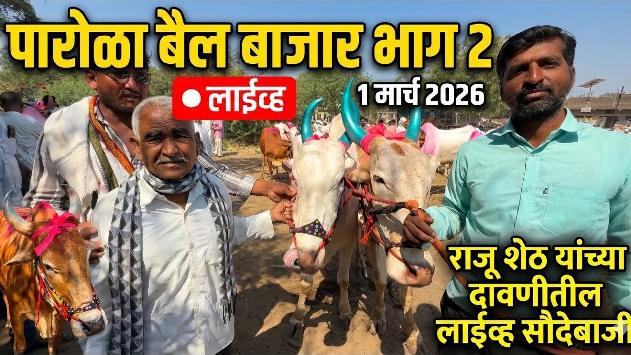 राजू शेठ याच्या दावणीतील लाईव्ह सौदेबाजी live 🔴 1 मार्च 2026 रविवार Parola Bail Bajar #bailbajar 