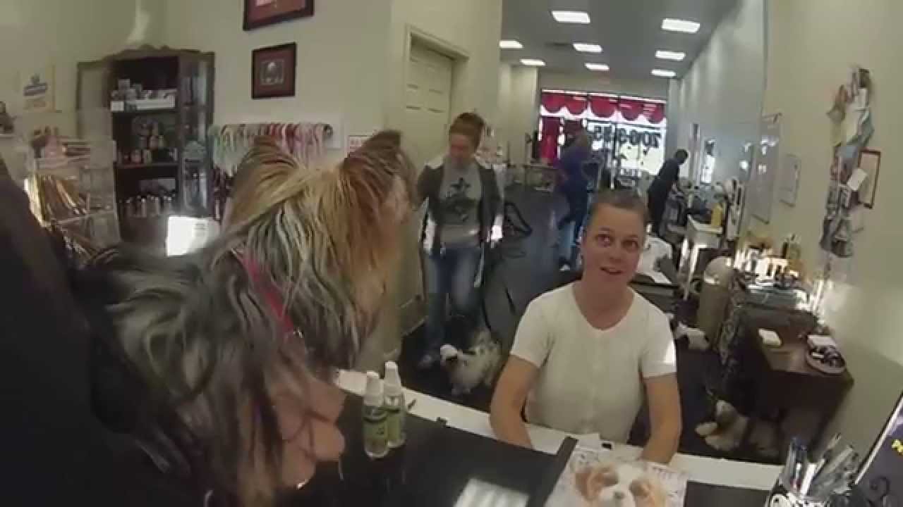 Taking the Yorkies to Lowes and "The Dawg House" YouTube