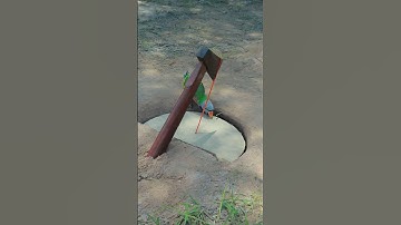 Amazing Quick Unique DIY Parrot Trapping Technique Using Cardboard Box and Ax #ytshorts #shorts