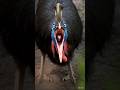 Why this Cassowary is angry?😳😱#shorts #shortvideo #wildlife #nature #birds #birdstagram