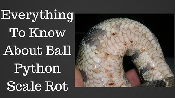 Everything To Know About Ball Python Scale Rot - Benjamin