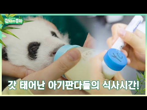 쌍둥이 아기에게도 <strong>모유를</strong> 줄 수 있는 특별한 방법  #판다가좋아 #成长吧大熊猫 #판다 #중화TV