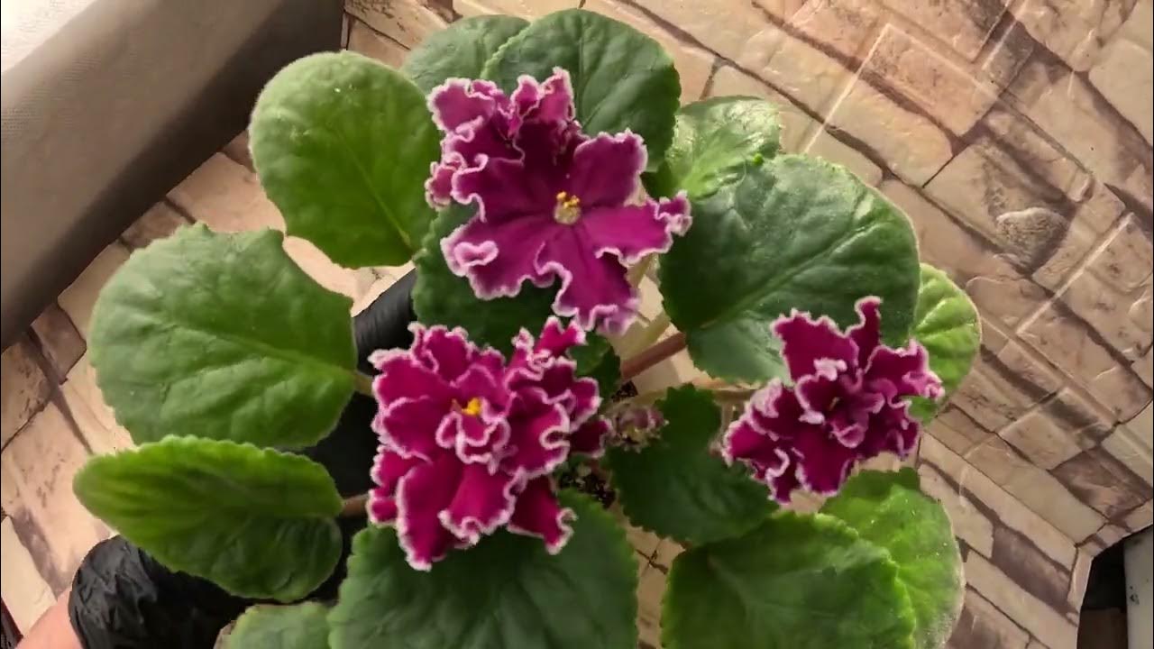 Фиалки АВ-Красная Москва, АВ-Последняя Любовь Самурая, ЕК-Жара, РМ-Роса ...