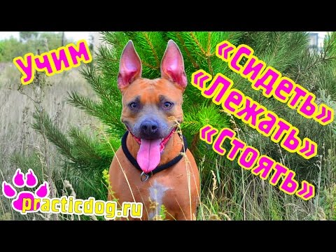 Команда сидеть | команда лежать | команда стоять