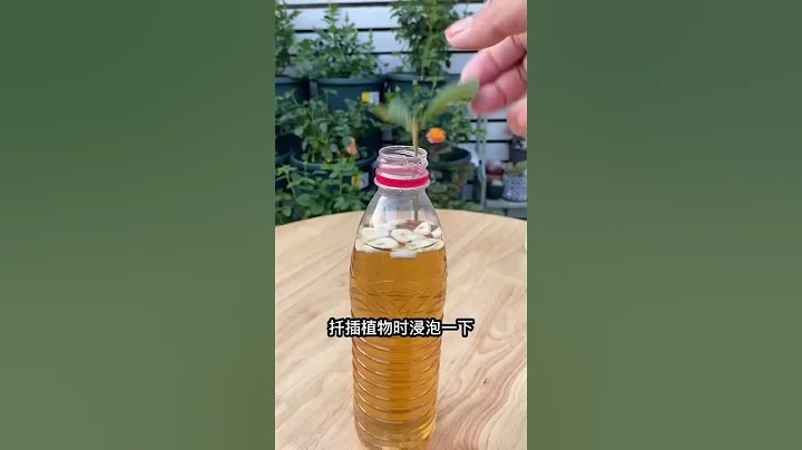 殺菌生根劑不用花錢買 - 天天要聞