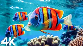 Aquarium 4K VIDEO ULTRA HD  Beautiful Coral Reef Fish  Relaxing Sleep Meditation Music