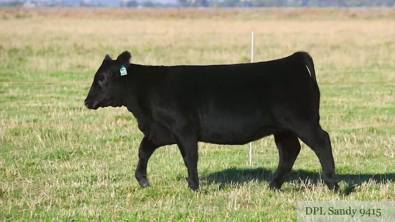 Black Angus Dal Porto Livestock Lot 4