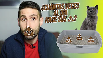 ¿Cuánto tiempo después de comer hacen caca los gatos?