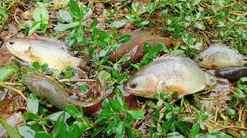 Bắt Cá Rô Đồng Sau Cơn Mưa Rào . Catch Perch After The Showers . Toy Car - Family.